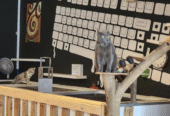 Cat Hotel Business